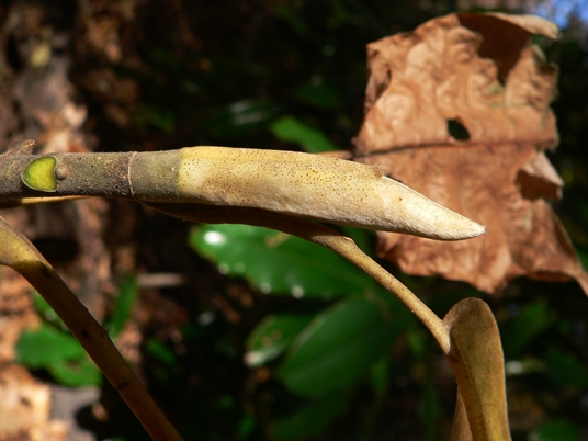{Magnolia macrophylla}